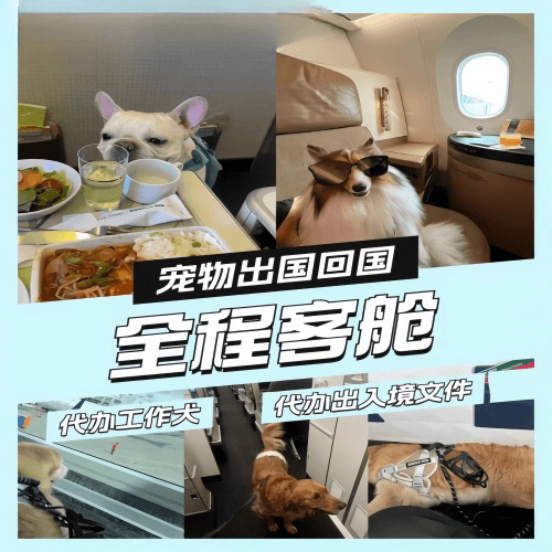 大庆市宠物托运到白俄罗斯宠物入境规定和要求