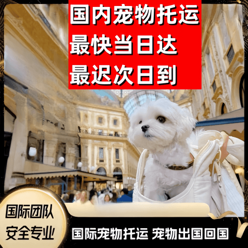 大庆市到澳大利亚（澳洲）宠物入境规定和要求